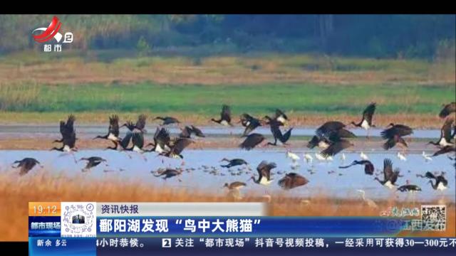 鄱阳湖发现“鸟中大熊猫”