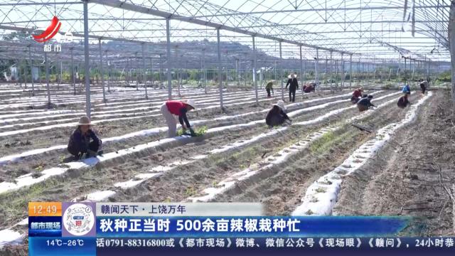 【赣闻天下】上饶万年：秋种正当时 500余亩辣椒栽种忙