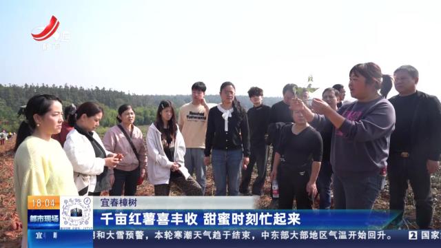 宜春樟树：千亩红薯喜丰收 甜蜜时刻忙起来
