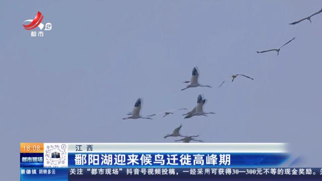 江西：鄱阳湖迎来候鸟迁徙高峰期