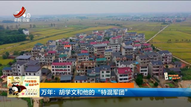 万年：胡学文和他的“特混军团”