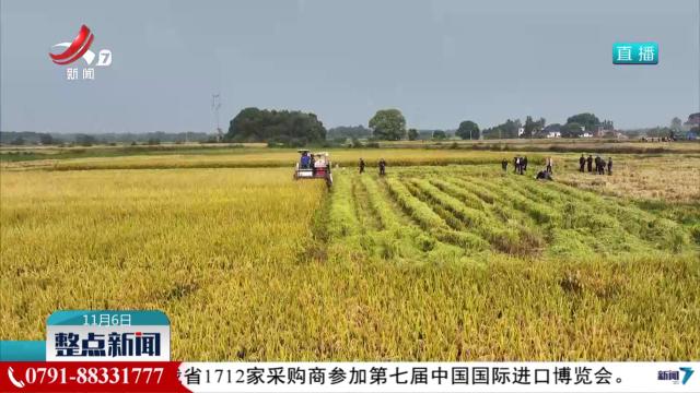 晚稻收割过八成 收购全面开启