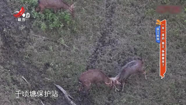 浙江杭州：一年一度的“鹿王”争霸赛来了