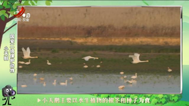绿野秘踪20241105