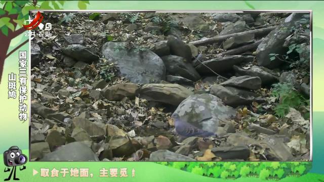绿野秘踪20241122