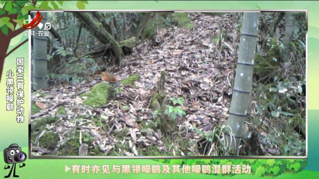 绿野秘踪20241116