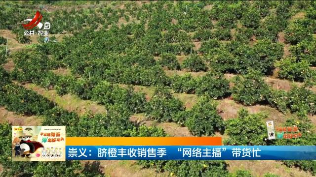 崇义：脐橙丰收销售季 “网络主播”带货忙