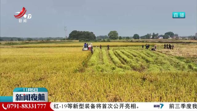 晚稻收割过八成 收购全面开启