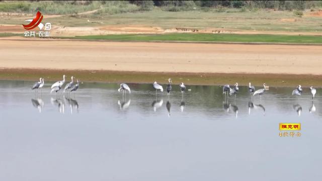 湖口：来鄱阳湖湿地 邂逅美好的冬日时光