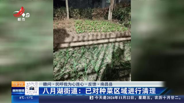 【赣问·民呼我为心连心·反馈·南昌县】八月湖街道：已对种菜区域进行清理