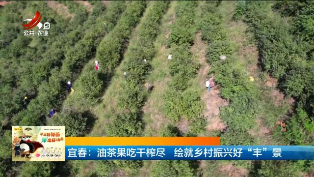 宜春：油茶果吃干榨尽 绘就乡村振兴好“丰”景