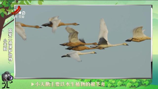 绿野秘踪20241103