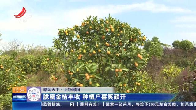 【赣闻天下】上饶鄱阳：脆蜜金桔丰收 种植户喜笑颜开