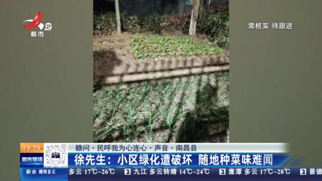 【赣问·民呼我为心连心·声音·南昌县】徐先生：小区绿化遭破坏 随地种菜味难闻