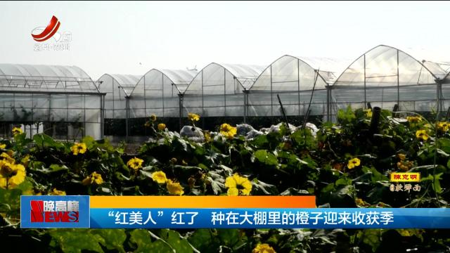 “红美人”红了 种在大棚里的橙子迎来收获季