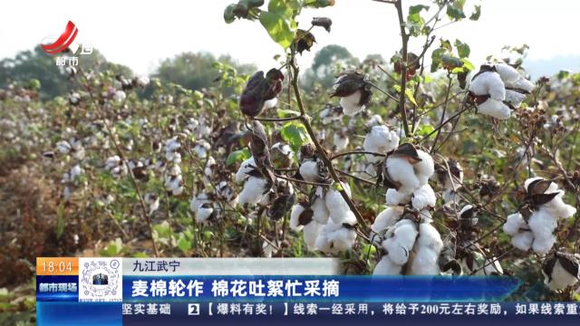 九江武宁：麦棉轮作 棉花吐絮忙采摘