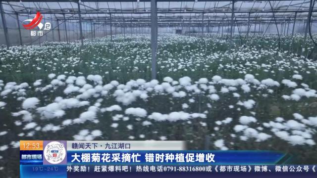 【赣闻天下】九江湖口：大棚菊花采摘忙 错时种植促增收