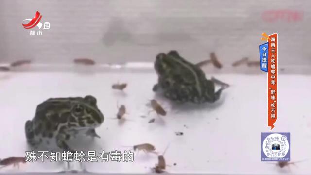 今日提醒——海南三人吃蟾蜍中毒 “野味”吃不得