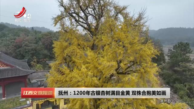 抚州：1200年古银杏树满目金黄 双株合抱美如画