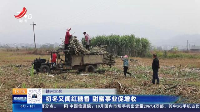 赣州大余：初冬又闻红糖香 甜蜜事业促增收