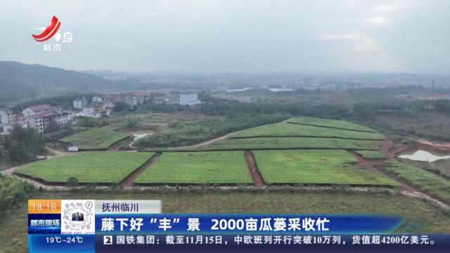 抚州临川：藤下好“丰”景 2000亩瓜蒌采收忙