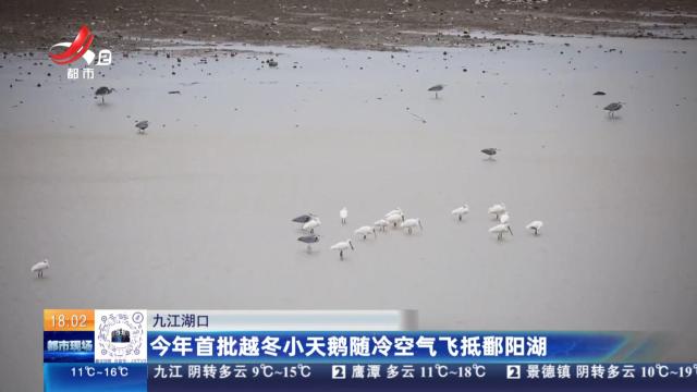 九江湖口：今年首批越冬小天鹅随冷空气飞抵鄱阳湖