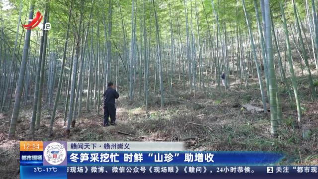 【赣闻天下】赣州崇义：冬笋采挖忙 时鲜“山珍”助增收