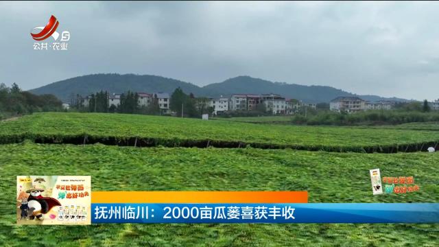 抚州临川：2000亩瓜蒌喜获丰收