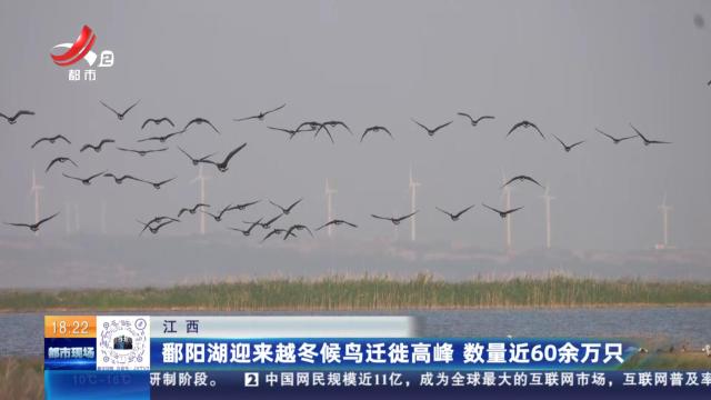 江西：鄱阳湖迎来越冬候鸟迁徙高峰 数量近60余万只