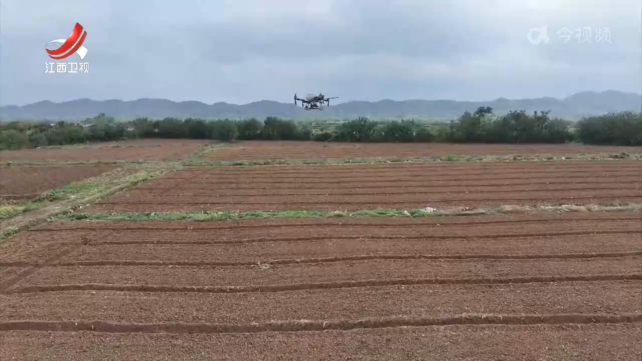 江西900多万亩油菜秋冬种全面展开