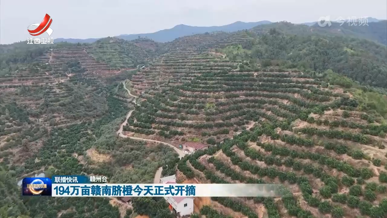 194万亩赣南脐橙今天正式开摘