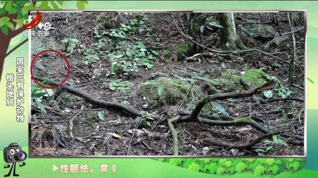 绿野秘踪20241114