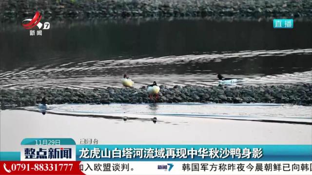 龙虎山白塔河流域再现中华秋沙鸭身影