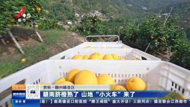 【赏秋】赣州赣县区：赣南脐橙熟了 山地“小火车”来了