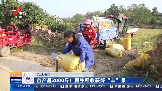 九江湖口：亩产超2000斤！再生稻收获好“丰”景