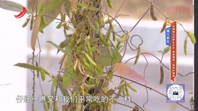 赣江新区：小学围墙边的野生大豆 竟是国家二级保护植物