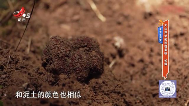 美食小课堂：大山深处的珍馐美味·松露
