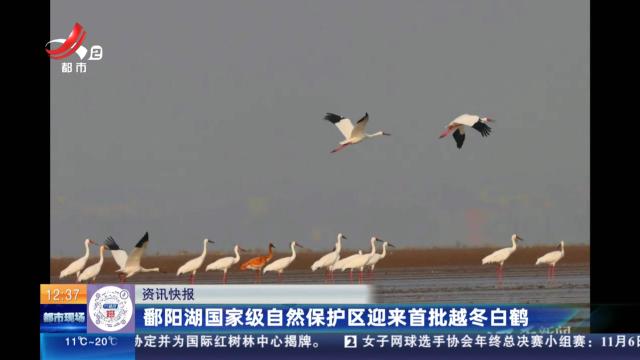 鄱阳湖国家级自然保护区迎来首批越冬白鹤