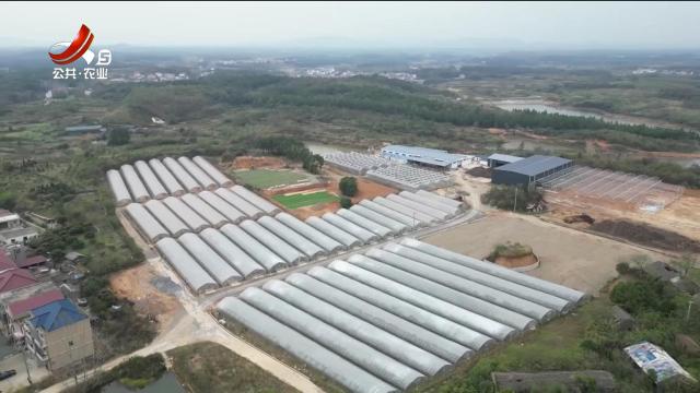 三农头条20241129