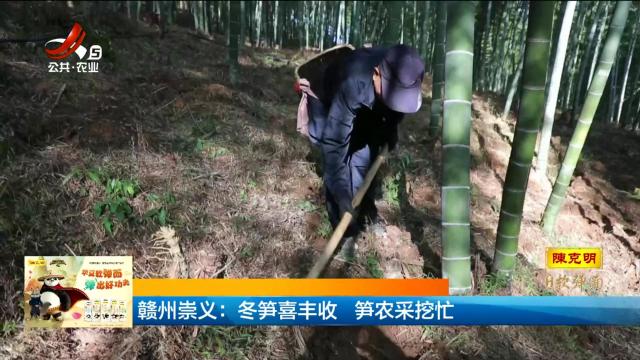赣州祟义：冬笋喜丰收 笋农采挖忙