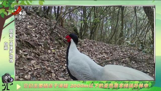 绿野秘踪20241212