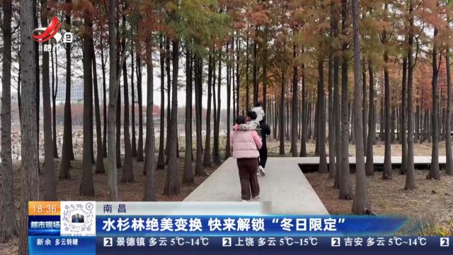 南昌：水杉林绝美变换 快来解锁“冬日限定”