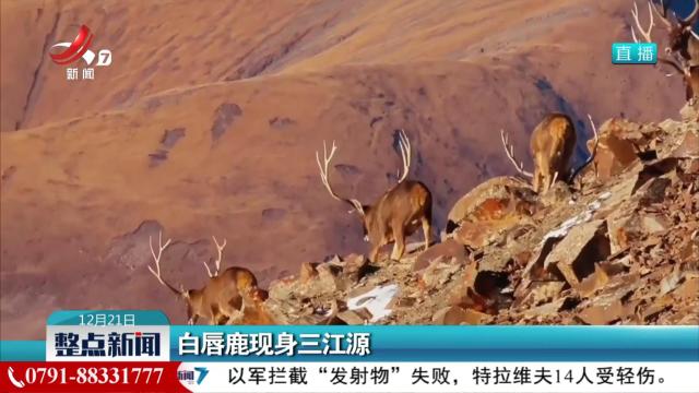 白唇鹿现身三江源