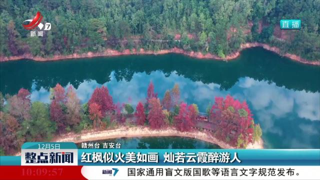 红枫似火美如画 灿若云霞醉游人