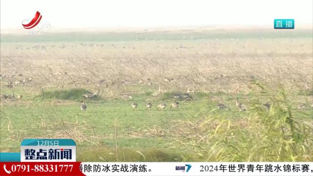2024年鄱阳湖国际观鸟大赛开赛