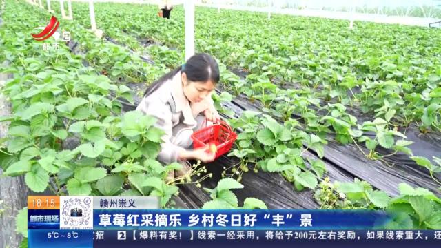 赣州崇义：草莓红采摘乐 乡村冬日好“丰”景