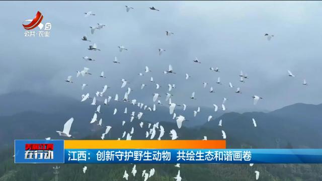 美丽江西在行动20241208 江西：创新守护野生动物 共绘生态和谐画卷