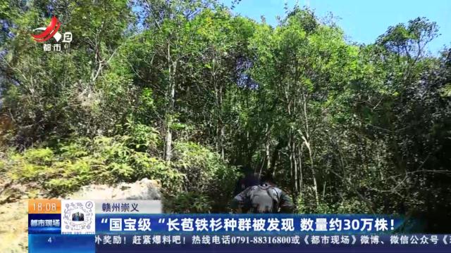 赣州崇义：“国宝级”长苞铁杉种群被发现 数量约30万株！