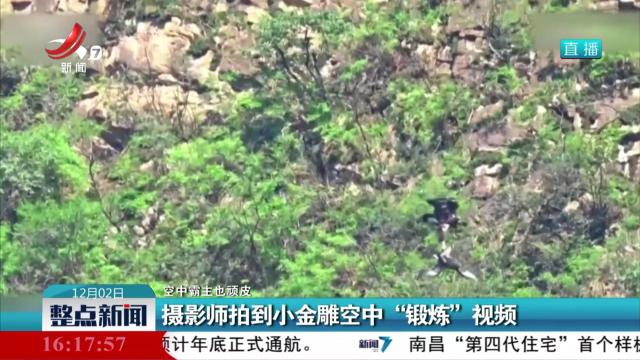 【空中霸主也顽皮】摄影师拍到小金雕空中“锻炼”视频