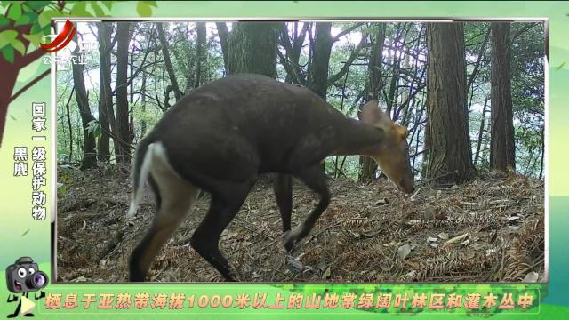 绿野秘踪20241206